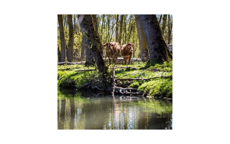 Un observatoire du climat émerge du Parc naturel régional du Marais Poitevin Un observatoire du climat émerge du Parc naturel régional du Marais Poitevin